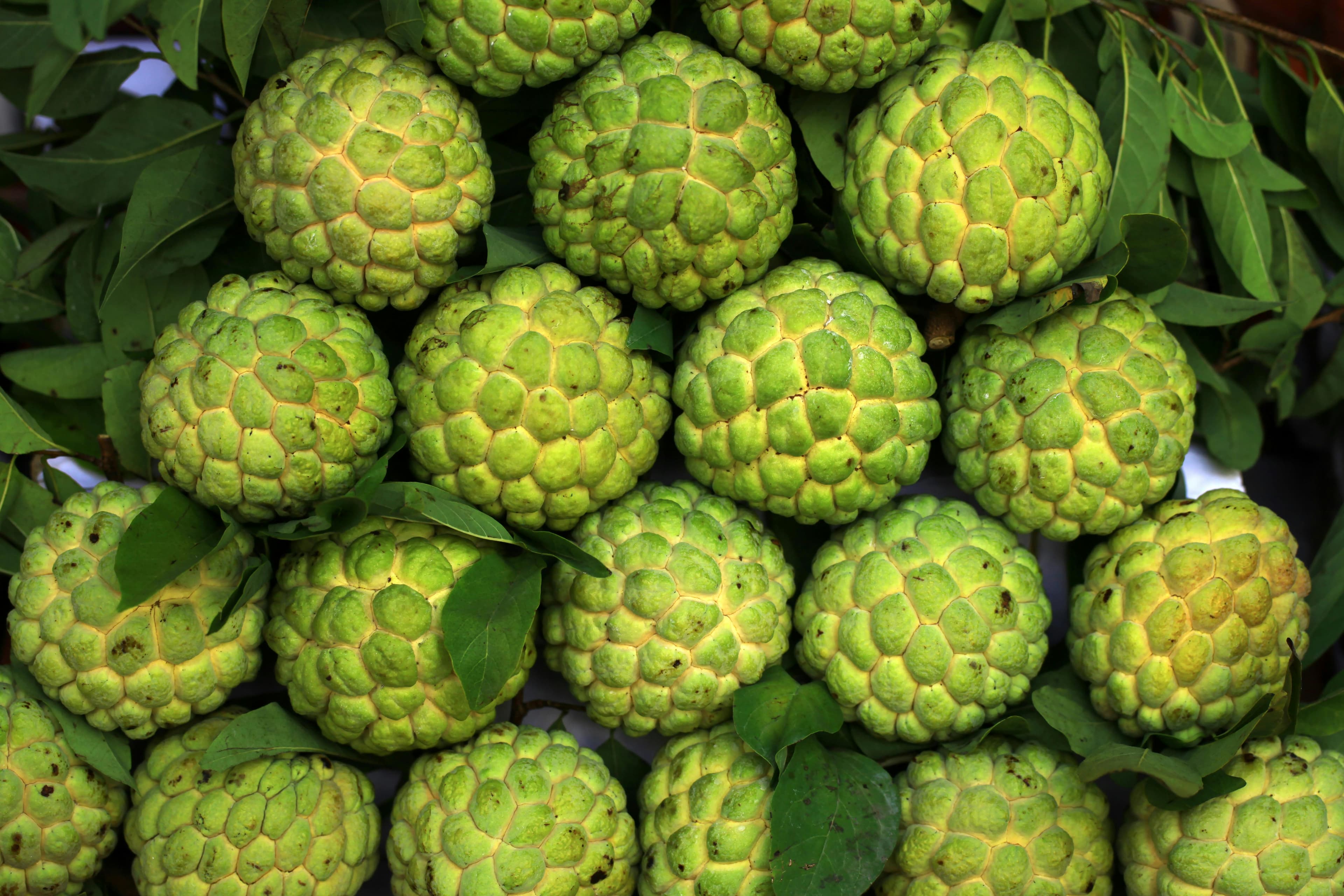 Premium Quality Fruits